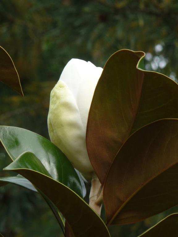 Magnolia Petal Bed & Breakfast Ganges Exterior photo